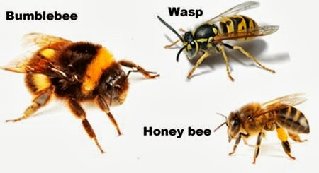 bee vs wasp